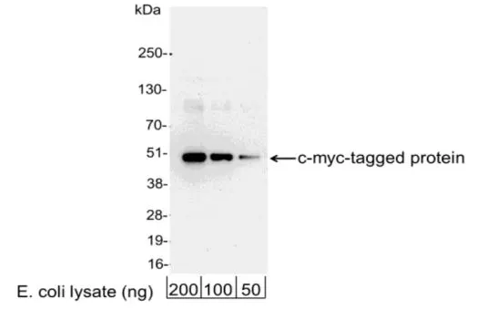 WB analysis of E. coli expressing a multi-tag fusion protein using GTX12213 c-Myc antibody (HRP).<br>Dilution : 0.04?g/ml