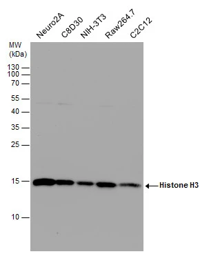 Anti-Histone H3 antibody (GTX122148) | GeneTex