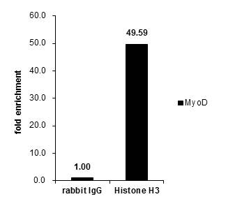 Histone H3 antibody detects Histone H3 protein at nucleus in mouse brain by immunohistochemical analysis. Sample: Paraffin-embedded mouse brain. Histone H3 antibody (GTX122148) diluted at 1:500.  Antigen Retrieval: Citrate buffer,pH 6.0,15 min