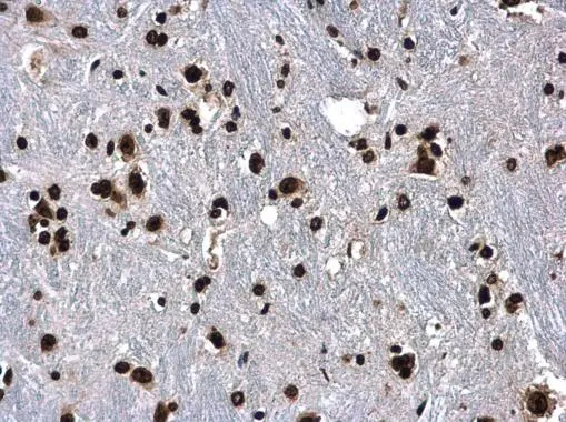 Histone H3 antibody detects Histone H3 protein at nucleus in mouse brain by immunohistochemical analysis. Sample: Paraffin-embedded mouse brain. Histone H3 antibody (GTX122148) diluted at 1:500.  Antigen Retrieval: Citrate buffer,pH 6.0,15 min