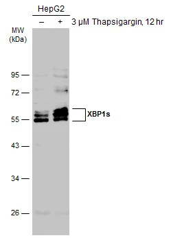 XBP1(S) antibody
