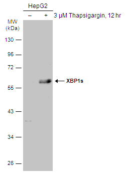 XBP1 antibody