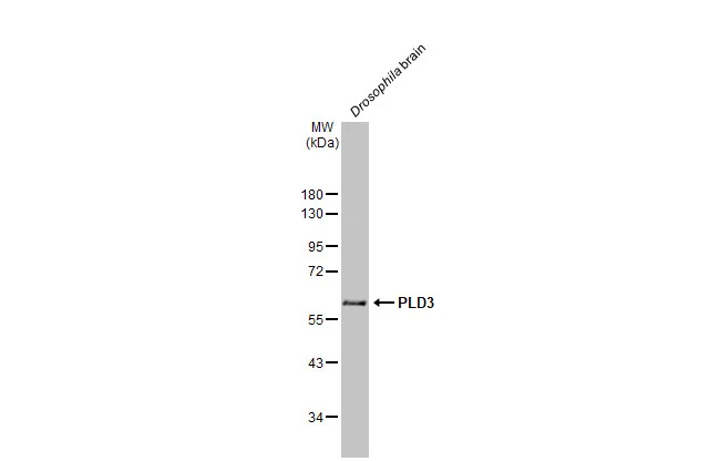 Drosophila tissue extract (50 μg) was separated by 10% SDS-PAGE, and the membrane was blotted with PLD3 antibody [N1C1] (GTX122218) diluted at 1:1000. The HRP-conjugated anti-rabbit IgG antibody (GTX213110-01) was used to detect the primary antibody, and the signal was developed with Trident ECL plus-Enhanced.