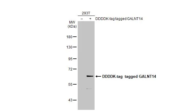 Non-transfected (–) and transfected (+) 293T whole cell extracts (30 μg) were separated by 7.5% SDS-PAGE, and the membrane was blotted with GALNT14 antibody [N1N3] (GTX122371) diluted at 1:5000. The HRP-conjugated anti-rabbit IgG antibody (GTX213110-01) was used to detect the primary antibody.