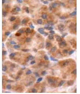 IHC-P analysis of human pancreas tissue using GTX12242 Chromogranin B antibody.<br>Dilution : 1:1000