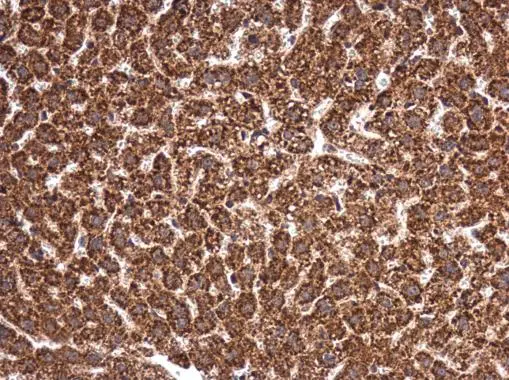 MANEA antibody detects MANEA protein at cytoplasm in mouse liver by immunohistochemical analysis. Sample: Paraffin-embedded mouse liver. MANEA antibody (GTX122518) diluted at 1:500. 
 Antigen Retrieval: Citrate buffer, pH 6.0, 15 min