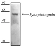 Western blot analysis of rat brain tissue extract,probed with Synaptotagmin,mAb (ASV48).