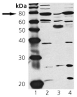 Western blot analysis of GTX12257 Lane 1: MW marker  Lane 2: HeLa cell lysate  Lane 3: Rat brain tissue extract  Lane 4: MDBK cell lysate.