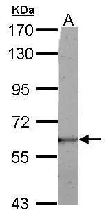 LRRC50 antibody
