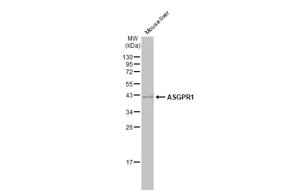 Mouse tissue extract (50 μg) was separated by 12% SDS-PAGE, and the membrane was blotted with ASGPR1 antibody [N1C3] (GTX122674) diluted at 1:1000. The HRP-conjugated anti-rabbit IgG antibody (GTX213110-01) was used to detect the primary antibody.