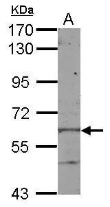 Sample (50 ug of whole cell lysate) A: mouse liver 7.5% SDS PAGE GTX122694 diluted at 1:1000