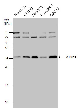 Various whole cell extracts (30 μg) were separated by 12% SDS-PAGE, and the membrane was blotted with STUB1 antibody [N1C3] (GTX122827) diluted at 1:10000.