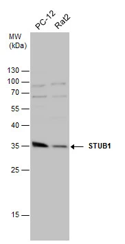 Various whole cell extracts (30 μg) were separated by 12% SDS-PAGE, and the membrane was blotted with STUB1 antibody [N1C3] (GTX122827) diluted at 1:10000.