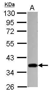 Sample (30 ug of whole cell lysate) A: 293T 10% SDS PAGE GTX122827 diluted at 1:10000 