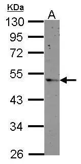 Sample (50 ug of whole cell lysate) A: mouse testis 10% SDS PAGE GTX123037 diluted at 1:1000