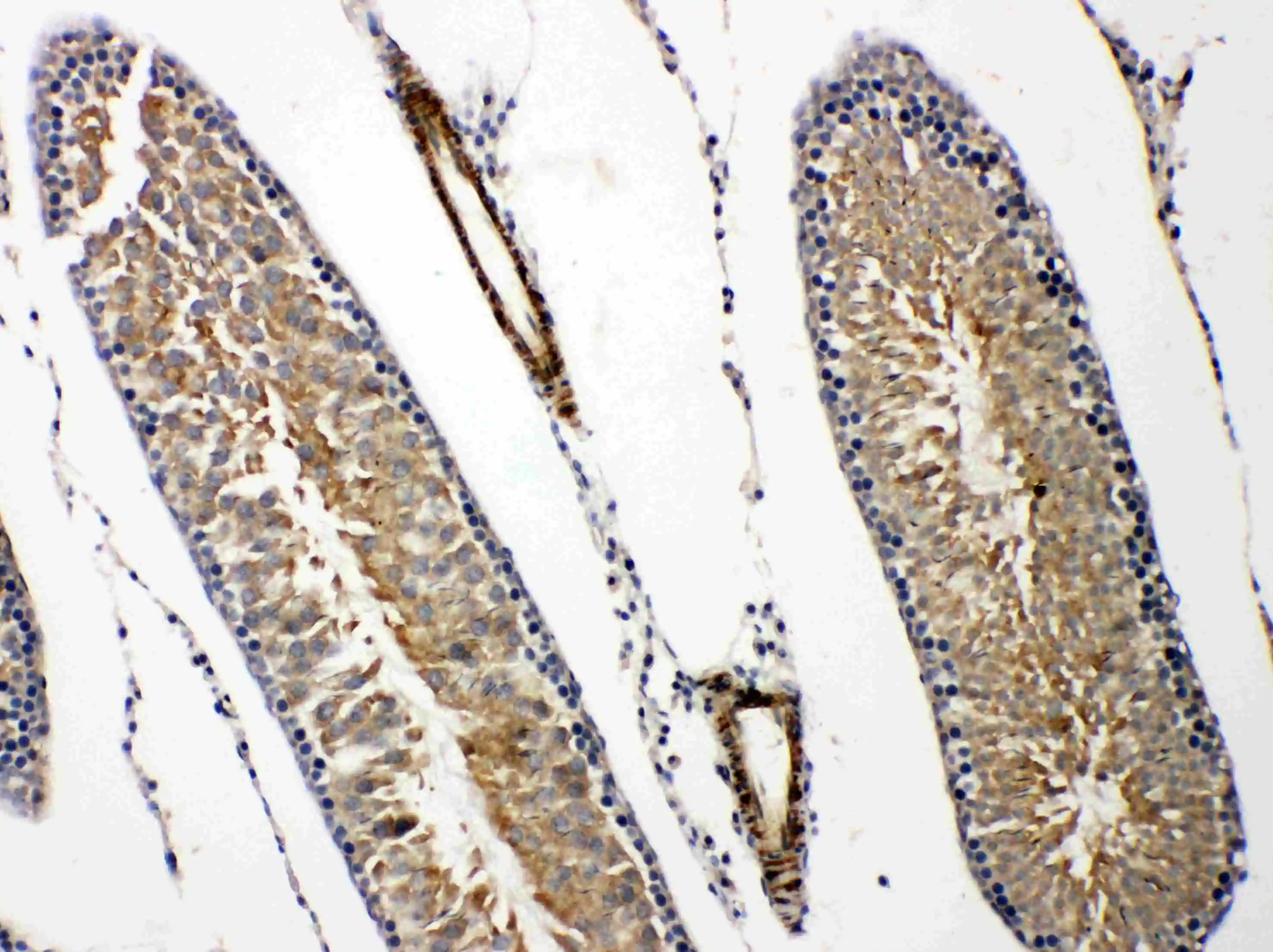 IHC-P analysis of rat testis tissue using GTX12307 Prolactin Receptor antibody.