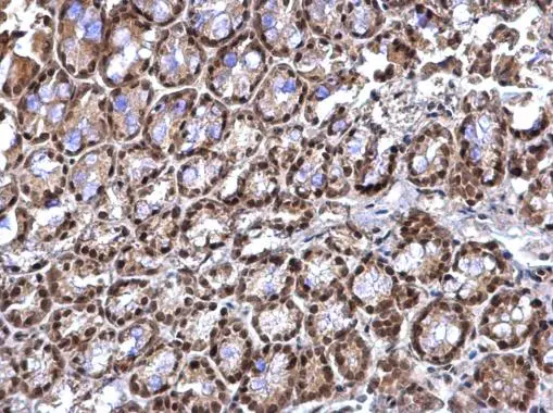 RED antibody detects RED protein at nucleus on mouse colon by immunohistochemical analysis. Sample: Paraffin-embedded mouse colon. RED antibody (GTX123169) dilution: 1:500. 
 Antigen Retrieval: Trilogy? (EDTA based, pH 8.0) buffer, 15min