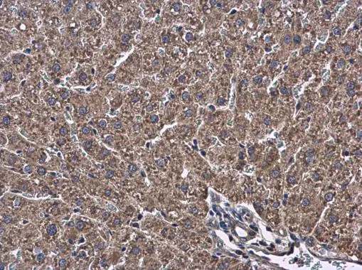 ATL3 antibody detects ATL3 protein at cytoplasm in rat liver by immunohistochemical analysis. Sample: Paraffin-embedded rat liver. ATL3 antibody (GTX123176) diluted at 1:500. 
 Antigen Retrieval: Citrate buffer, pH 6.0, 15 min