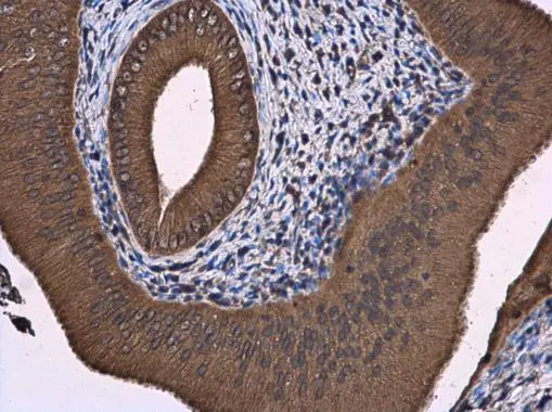 ATL3 antibody detects ATL3 protein at cytoplasm in rat cervix by immunohistochemical analysis. Sample: Paraffin-embedded rat cervix. ATL3 antibody (GTX123176) diluted at 1:500. 
 Antigen Retrieval: Citrate buffer, pH 6.0, 15 min