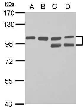 FAM115C antibody
