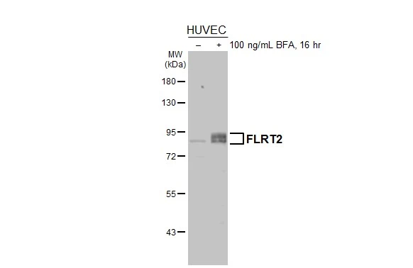 FLRT2 antibody