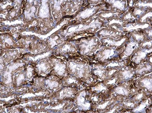 PRELP antibody detects PRELP protein at secreted on mouse kidney by immunohistochemical analysis. Sample: Paraffin-embedded mouse kidney. PRELP antibody (GTX123359) dilution: 1:500.
Antigen Retrieval: Trilogy? (EDTA based, pH 8.0) buffer, 15min PRELP antibody detects PRELP protein at secreted on mouse kidney by immunohistochemical analysis. Sample: Paraffin-embedded mouse kidney. PRELP antibody (GTX123359) dilution: 1:500.
Antigen Retrieval: Trilogy? (EDTA based, pH 8.0) buffer, 15min