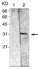 Western blot analysis of mouse brain tissue extract, probed with GTX12341 <br> Lane 1: Mouse IgG <br> Lane 2: Anti-14-3-3&#946;