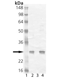 Western Blot analysis of HSP25,pAb.  Lane 1: MW Marker Lane 2: PC-12 Cell Lysate (Heat Shock)  Lane 3: 3T3 Cell Lysate (Heat Shock) Lane 4: HSP25 (mouse),(recombinant) (GTX12351)