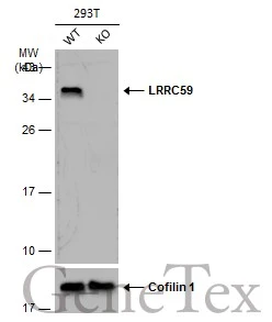 Wild-type (WT) and LRRC59 knockout (KO) 293T cell extracts (30 μg) were separated by 12% SDS-PAGE, and the membrane was blotted with LRRC59 antibody (GTX123532) diluted at 1:1000. The HRP-conjugated anti-rabbit IgG antibody (GTX213110-01) was used to detect the primary antibody.