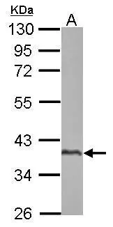 Sample (50 ug of whole cell lysate) A: mouse testis 10% SDS PAGE GTX123559 diluted at 1:10000