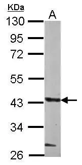 Sample (50 ug of whole cell lysate) A: mouse muscle 10% SDS PAGE GTX123636 diluted at 1:1000