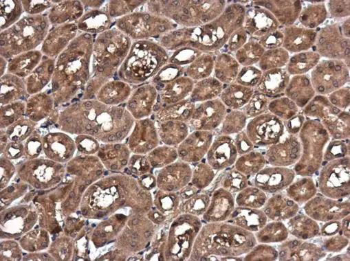 Caspase 1 p10 subunit antibody