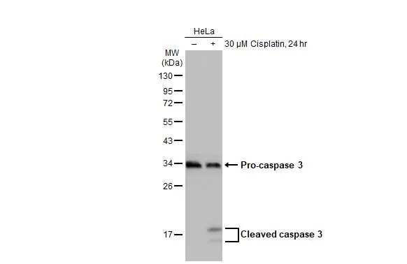Untreated (–) and treated (+) HeLa whole cell extracts (30 μg) were separated by 12% SDS-PAGE, and the membrane was blotted with Caspase 3 antibody (GTX123678) diluted at 1:2000. The HRP-conjugated anti-rabbit IgG antibody (GTX213110-01) was used to detect the primary antibody.