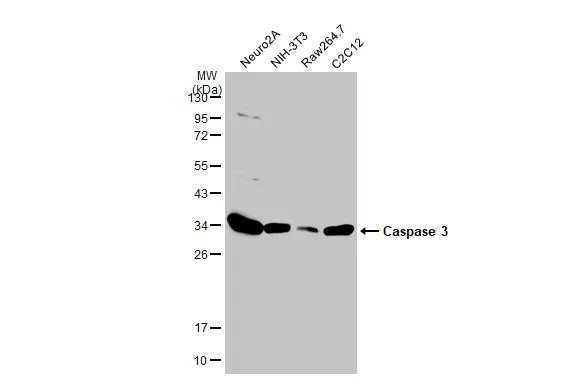 Various whole cell extracts (30 μg) were separated by 12% SDS-PAGE, and the membrane was blotted with Histone H2A antibody (GTX123678) diluted at 1:200. The HRP-conjugated anti-rabbit IgG antibody (GTX213110-01) was used to detect the primary antibody.