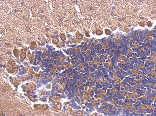 SEC6 antibody detects SEC6 protein at cytosol on mouse middle brain by immunohistochemical analysis. Sample: Paraffin-embedded mouse middle brain. SEC6 antibody (GTX123688) dilution: 1:500. 
 Antigen Retrieval: Trilogy? (EDTA based, pH 8.0) buffer, 15min