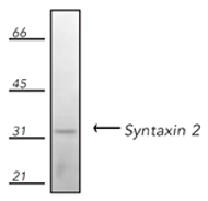 Western blot analysis of human Jurkat cell lysate,probed with Syntaxin 2 pAb