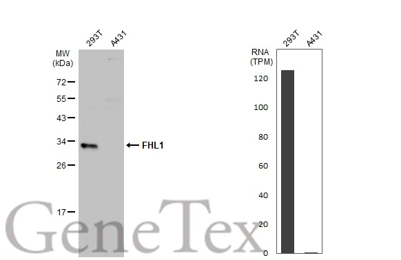FHL1 antibody