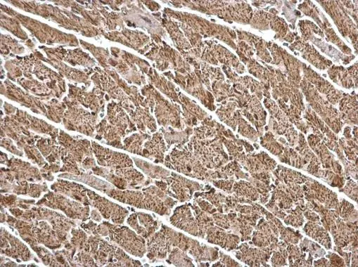 FHL1 antibody