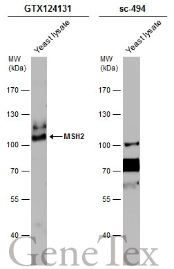 MSH2 antibody