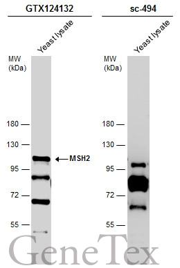 MSH2 antibody [N3C2], Internal