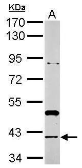 Sample (10 ug of whole cell lysate) A: yeast 7.5% SDS PAGE GTX124162 diluted at 1:1000 
