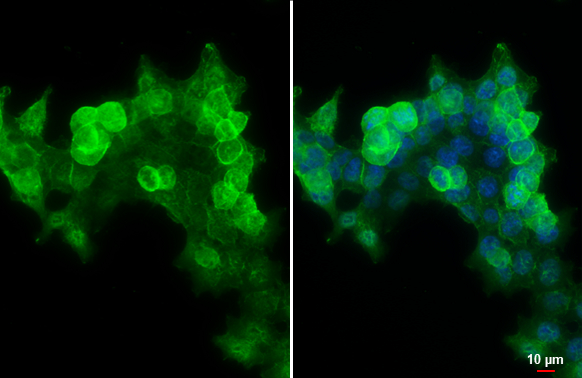 E-Cadherin antibody [N3C2], Internal detects E-Cadherin protein at cell membrane by immunofluorescent analysis. Sample: HCT116 cells were fixed in 4% paraformaldehyde at RT for 15 min. Green: E-Cadherin stained by E-Cadherin antibody [N3C2], Internal (GTX124178) diluted at 1:500. Blue: Fluoroshield with DAPI (GTX30920). Scale bar= 10 μm.