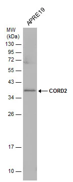 CORD2 antibody