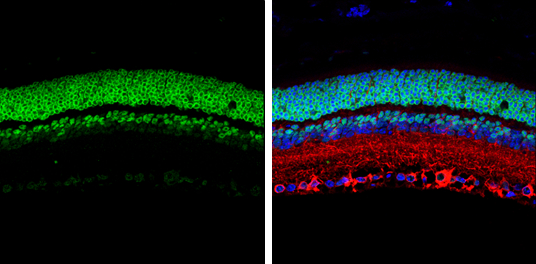 CORD2 antibody