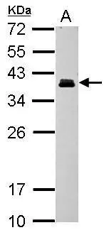 CORD2 antibody