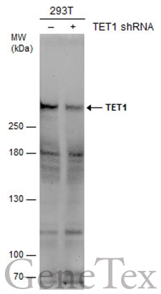 Anti-TET1 antibody [N3C1] (GTX124207) | GeneTex