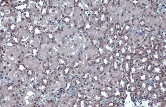 JMJD3 antibody [C2], C-term detects JMJD3 protein at nucleus by immunohistochemical analysis. Sample: Paraffin-embedded mouse kidney. JMJD3 stained by JMJD3 antibody [C2], C-term (GTX124222) diluted at 1:500. Antigen Retrieval: Citrate buffer, pH 6.0, 15 min