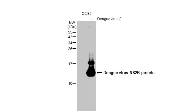 Anti-Dengue virus NS2B protein antibody (GTX124246) | GeneTex