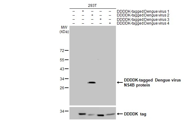 Non-transfected (–) and transfected (+) 293T whole cell extracts were separated by 12% SDS-PAGE, and the membrane was blotted with Dengue virus NS4B protein antibody (GTX124250) diluted at 1:5000. The HRP-conjugated anti-rabbit IgG antibody (GTX213110-01) was used to detect the primary antibody.