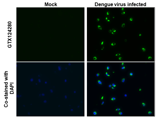 Anti-Dengue virus NS1 protein antibody (GTX124280) | GeneTex